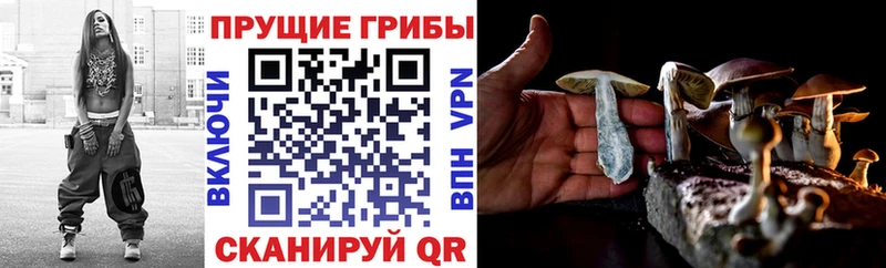 хочу наркоту  Надым  Псилоцибиновые грибы Cubensis 